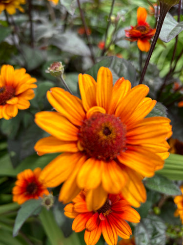 Heliopsis helianthoides var. scabra Bleeding Hearts