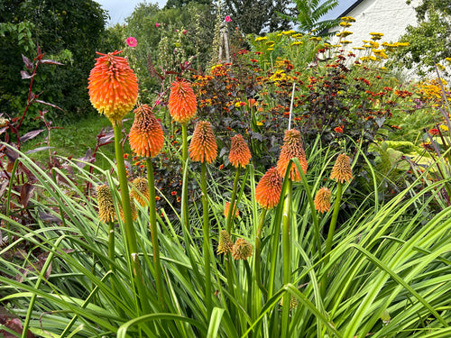 Kniphofia rooperi  AGM
