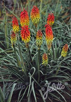 Kniphofia Traffic Lights