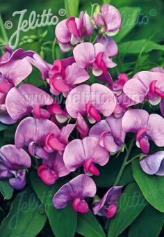 Lathyrus latifolius Red Pearl