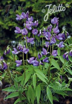 Lathyrus vernus 'Heavenly Blue'
