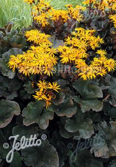 Ligularia Midnight Lady