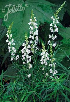 Linaria purpurea ‘Springside White’