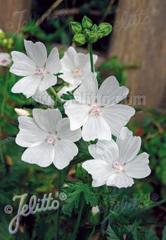 Malva moshcata alba