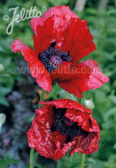 Papaver Beauty of  Livermere