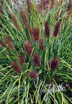 Pennisetum alopecuroides viridescens