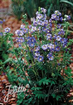 Polemonium Heavenly Habbit