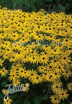 Rudbeckia Goldsturm