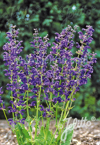 Salvia pratensis Twilight Serenade