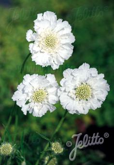 Scabiosa causcasica 'Fama White'