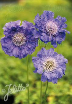 Scabiosa caucasica Fama Blue