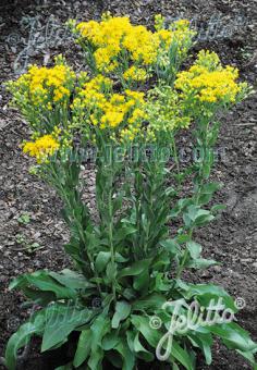 Solidago Golden Rockets