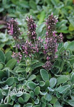Stachys byzantina Silky Fleece