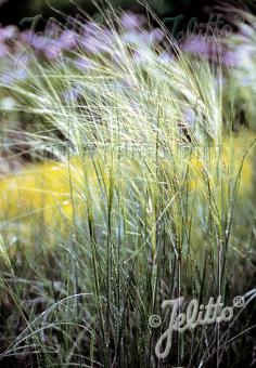 Stipa capillata