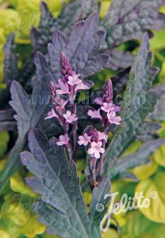 Verbena officianlis Bampton