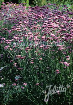Verbena bonariensis