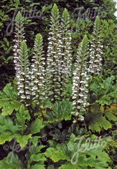 Acanthus mollis  AGM