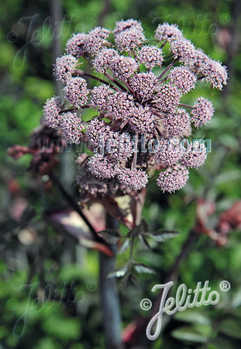Angelica sylvestris Ebony AGM