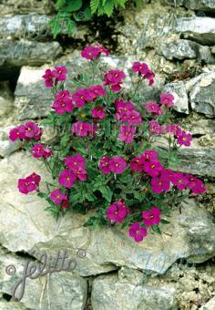 Aubrieta Royal Cascade Red