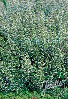 Calamintha nepeta White Cloud