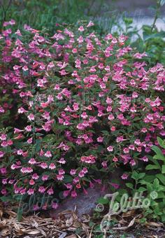 Calamintha grandiflora  Elfin Purple