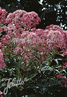 Eupatorium purpureum var. atropurpureum
