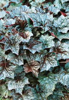 Heuchera Palace Purple