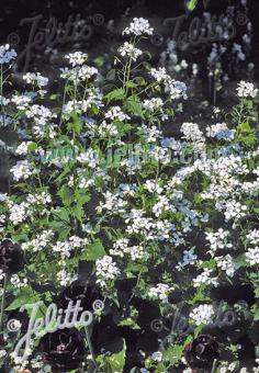 Lunaria annua Alba Variegata AGM