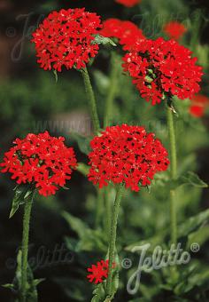 Lychnis chalcedonica