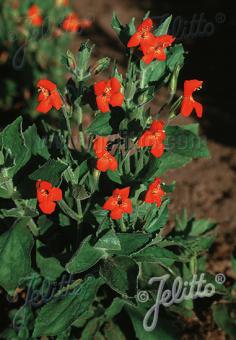 Mimulus cardinalis AGM – Abell Perennials