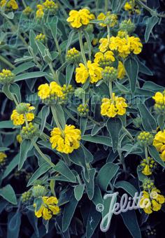 Phlomis fruticosa