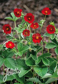 Potentilla Scarlet Starlit
