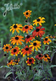 Rudbeckia triloba Prairie Glow  AGM