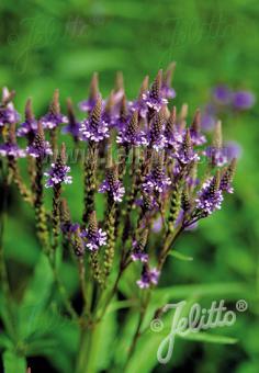 Verbena hastata Blue Spires