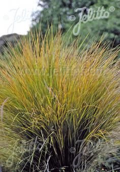 Anemanthele lessoniana  AGM