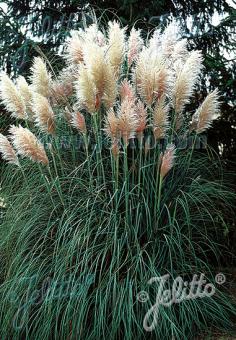 Cortaderia selloana White Feathers