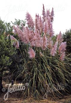 Cortaderia selloana Rosea