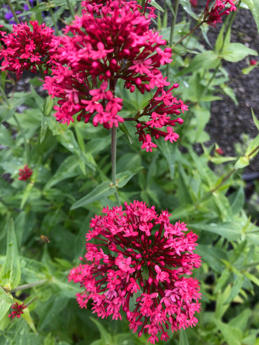 Centranthus ruber Pretty Betsy