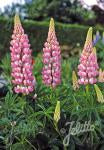 Lupinus The Chatelaine
