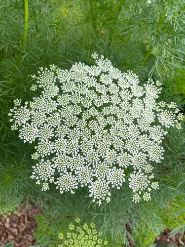 Ammii visnaga