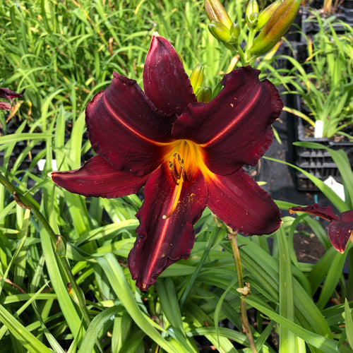 Hemerocallis Black Prince (1 litre pot)