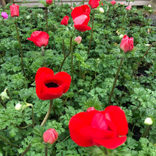 Load image into Gallery viewer, Anemone coronaria Harmony Scarlet
