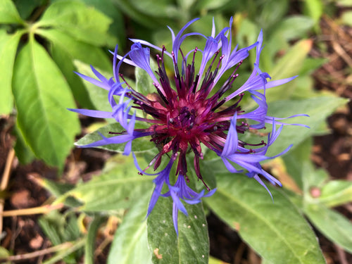 Centaurea montana