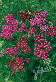 Achillea millefolium Cassis
