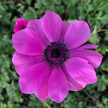 Load image into Gallery viewer, Anemone coronaria Harmony Orchid
