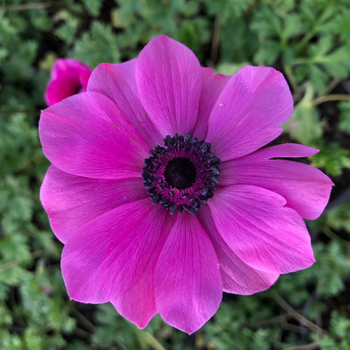 Anemone coronaria Harmony Orchid
