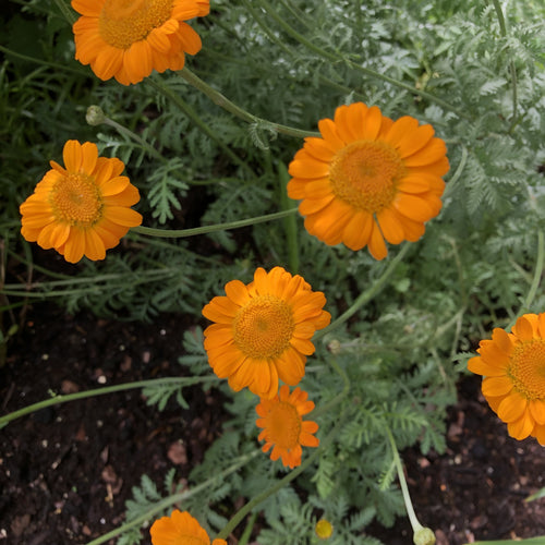 Anthemis Orange Dream