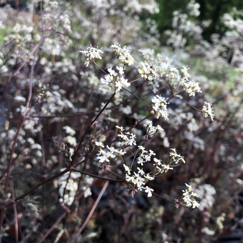 Anthriscus sylvestris Ravenswing
