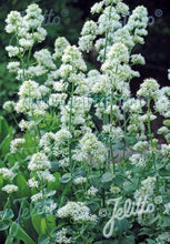 Load image into Gallery viewer, Centranthus ruber Albus
