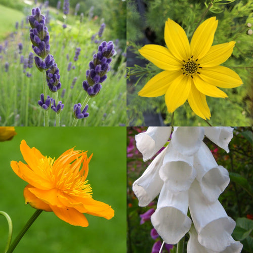 The Cottage Garden Collection